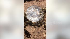 Army of ants munch on jelly