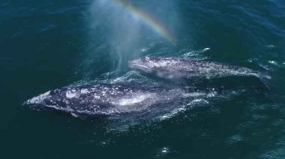 Whale and calf create mini rainbows as they spray clouds of water into air