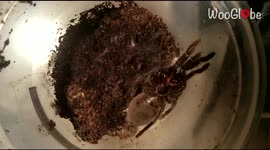 'Growing Tarantula Changes Skin in Epic Timelapse '