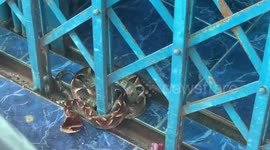 Deadly snake rescued after getting stuck between sliding metal shutters