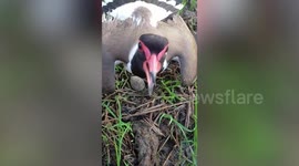 Amazing clip shows brave mother bird protect her egg against tractor wheel