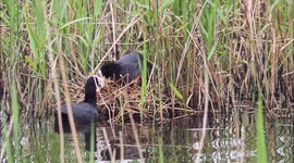 Baby coots & goslings in Sheerness, Kent, UK