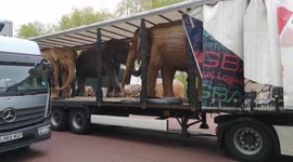 A Wooden Herd Of Elephants Spotted Down The Mall In London