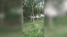 Locals impressed as huge python scales tree in Thailand