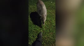 Wild boar strolls up to passing hiker in Singapore before lying down to be petted