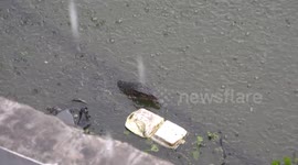 While taking a video of a pond during a tropical storm, I got a fright when I observed this scary monster lurking in the water.