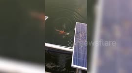 Man dives to rescue sister attempting to commit suicide by jumping into lake in central India