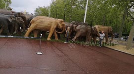 Joanna Lumley and Donna Air Meet Elephants In London