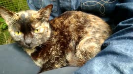 2-Cat struggles before its allowed to climb onto its owner's lap