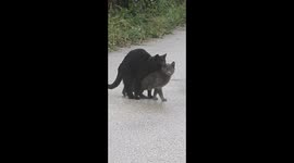 The young cat's attempt to satisfy the cat and fertilize it, she gave up in the end, funny.