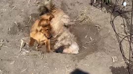 Mucky pups 'roll in' to help with the gardening. Digging holes for tomato plants