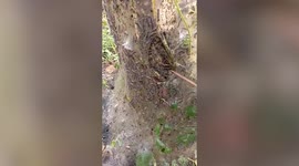 Hundreds of caterpillars found living under thick web around tree