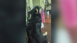 Pet dog refuses to share breeze from fan on hot day in Thailand