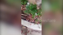 Kind worker saves kitten trapped under drainage