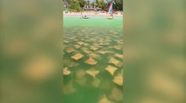 HUNDREDS of rays gather by a beach to enjoy the warmer water in Florida