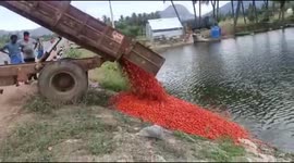 Indian farmers dump tonnes of tomatoes in lake as prices plummet