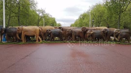 Elephants Take Over The Road To Buckingham Palace