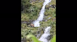 Deer takes viciously fatal tumble down New Zealand waterfall in mesmerizingly graphic clip