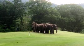 Wild elephants play in sand in golf course bunker