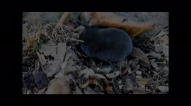 a little mole we found and took away from our garden, and then he actually went for a swim