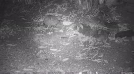 little mouse gets out of his hole in front of our house at night