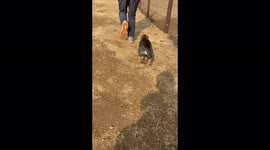 Korean traditional dog. Jindo dog. He's a very smart, loyal dog.