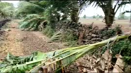 Mango farm in ruins as Cyclone Tauktae strikes eastern India