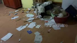 Naughty pet dog makes astonishing mess in house