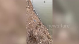 Greedy wild snaky catches fish and drops it on shore because it was too big for his mouth