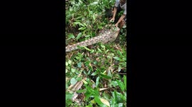 Indonesian men catch 23-foot python suspected of killing villagers
