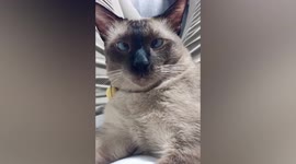 Fluffy cat strangely crosses eyes in different directions