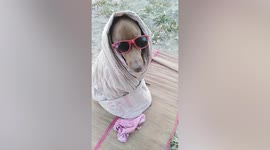 Blanket, campfire, glasses keep dog warm during frigid temperatures