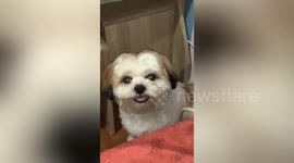 Adorable pet Shih Tzu smiles to stop owner from scolding him