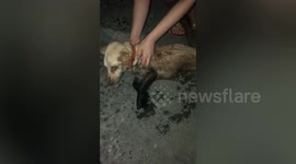 Mother, daughter duo save sick, abused dog thrown in dirty canal