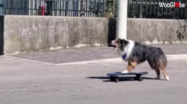 'Skater Dog Follows Owner on his Morning Jog '