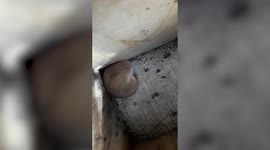 This tiny dormouse can be heard SNORING as it curls up for a snooze in a bird box