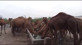 Indian farmer shows herd of camels being watered at village pool
