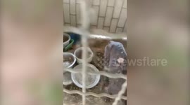 Emaciated dogs found living in rundown animal shelter in Thailand