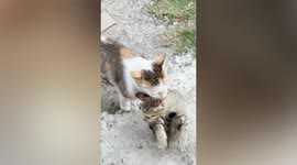 Adorable footage shows cat carrying kitten by biting its neck
