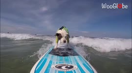 'Faith' the surfing pit bull rides waves in California