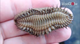 'Cute Sea Mouse Washed up on a California Beach at Low Tide '