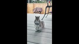 Man's friendship with 'Gary' the grey squirrel is an adorable tale