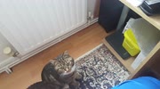 temp