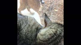 Pet cat comes face-to-face with wild bobcat at home in Arizona, US