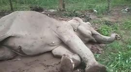 Wildlife rangers use excavator to help old elephant stand up she slipped over