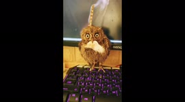 Rescued owl gets given favourite treat by Russian owner