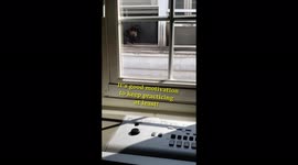 Cool cats love to listen to neighbour's piano playing