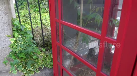 Leaf me alone, I'm on the phone! Tree grows inside London's famed red phone box