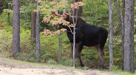 Chase the moose is back, this time he destroys my dad's maple tree. My grandson Chase tells him not to break it.