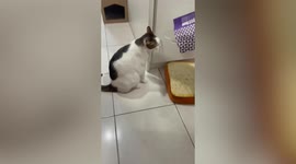 Cat plays dead whenever a paper bag is put over its head